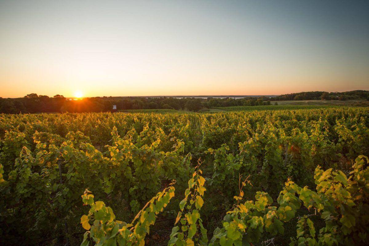 Sunset vineyard view on Old Mission Peninsula